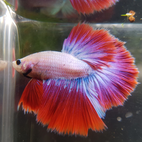 Mâles betta splendens