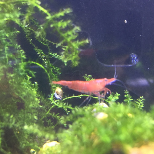 Crevettes Neocaridina Davidi Red Sakura (Sakura Red)