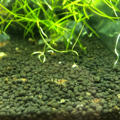 caridina sp. racoon tiger