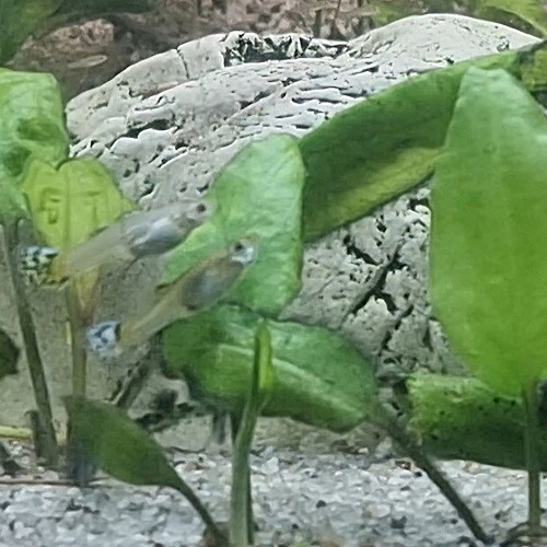 Guppy mâles et femelles colorés