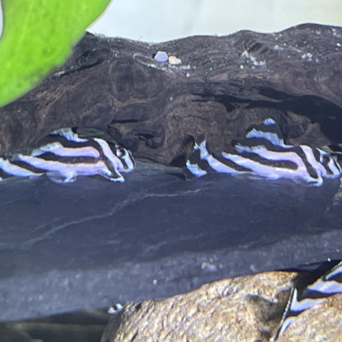 Hypancistrus zebra L46