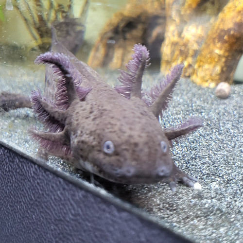 Vends bébés axolotls