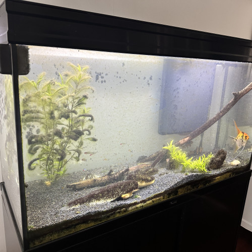 Aquarium AQUATLATIS ET MEUBLE 220 l