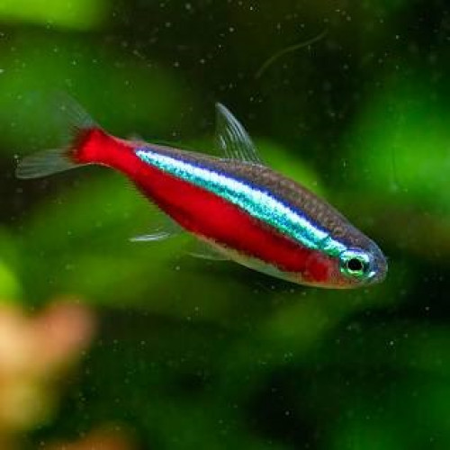Cardinalis
