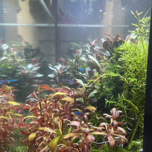 Aquarium Juwel 125L, aquascaping planté et habité