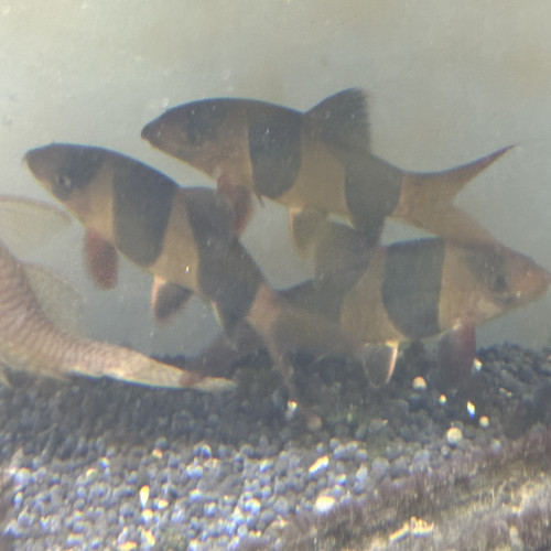 Donne poissons clown
