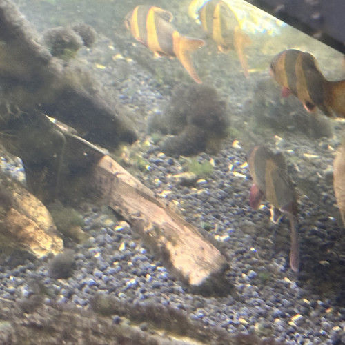 Donne poissons clown