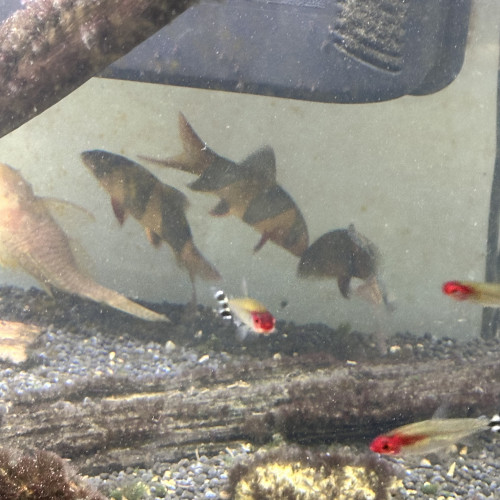 Donne poissons clown