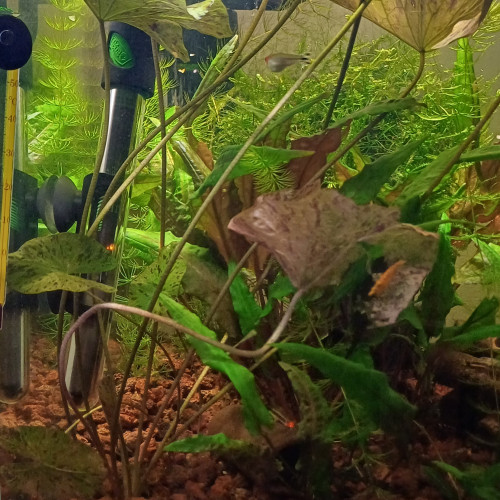 Nénuphar d'aquarium
