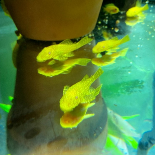 Ancistrus gold L183