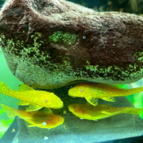 Ancistrus gold L183