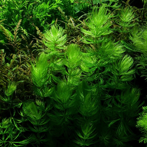 Ceratophyllum demersum