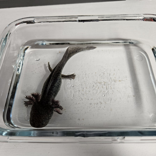 Axolotls