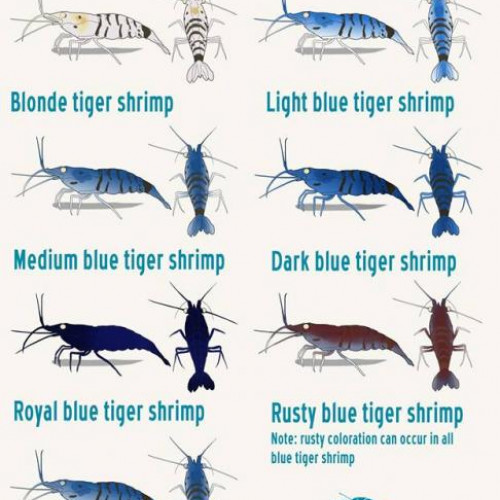 Crevette Caridina mariae tiger blue orange eyes