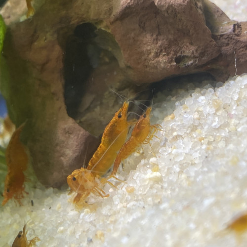 Crevette Sakura orange