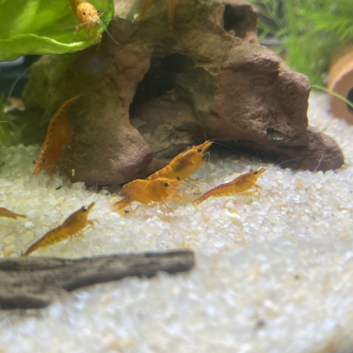 Crevette Sakura orange