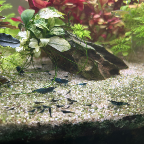 Neocaridina bleue