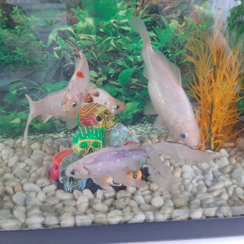 Poisson blanc