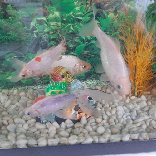 Poisson blanc