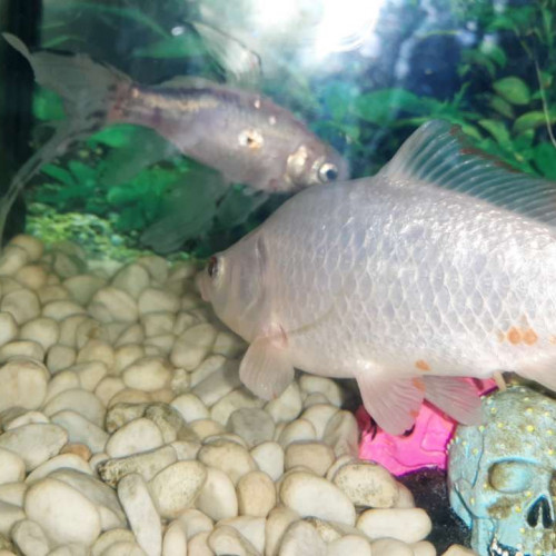 Poisson blanc