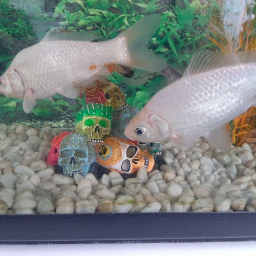 Poisson blanc