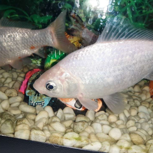 Poisson blanc