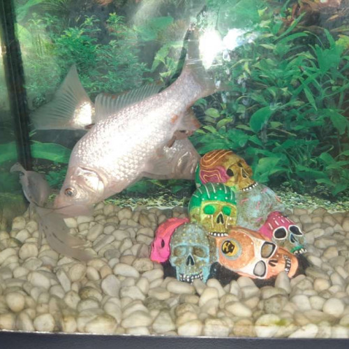Poisson blanc