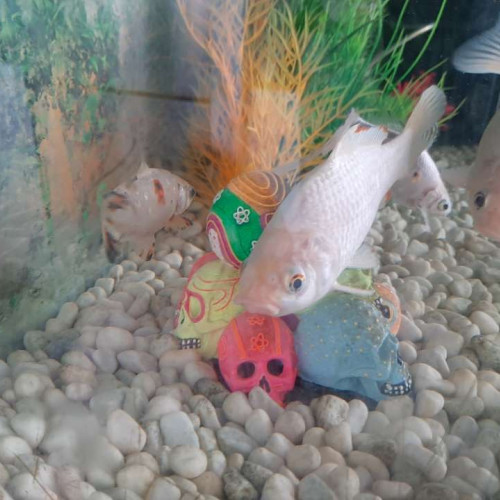Poisson blanc