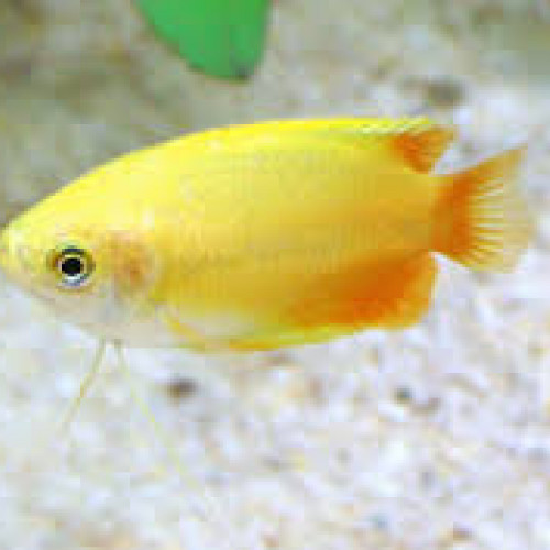 Trichogaster chuna