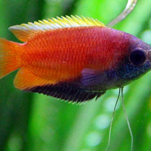 Trichogaster chuna