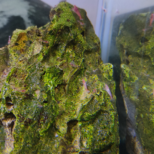 Halocaridina Rubra, crevette de Hawaï