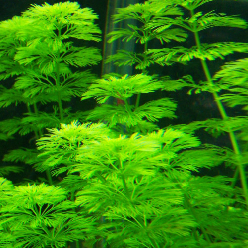 Pied de plante différent et variétés