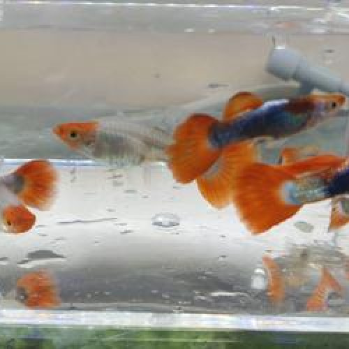 Coule Guppy Blue Koi Taxedo