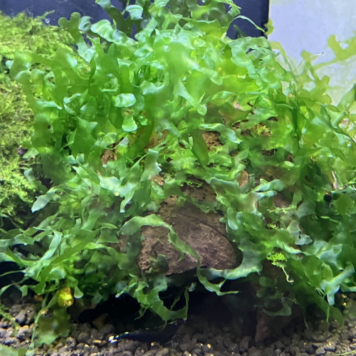 Lomariopsis lineata —varech d’eau douce