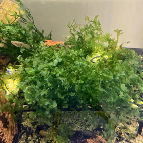 Lomariopsis lineata —varech d’eau douce
