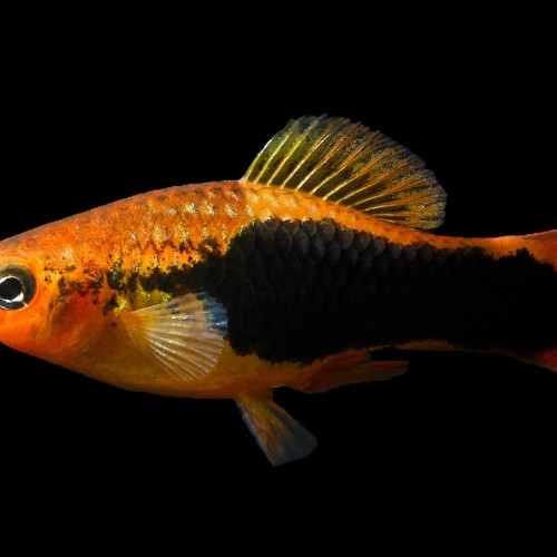 Donne platys