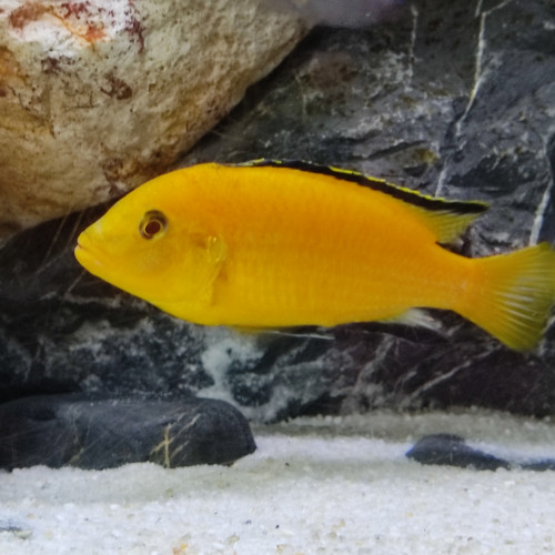 Donne labidochormis jaune mâle adulte