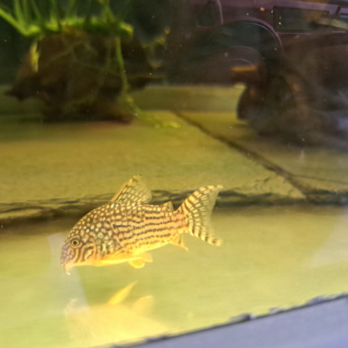 Corydoras sterbai adultes reproducteur