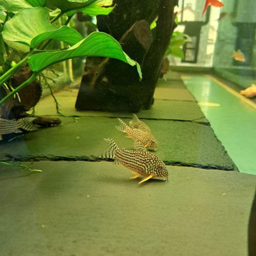 Corydoras sterbai adultes reproducteur