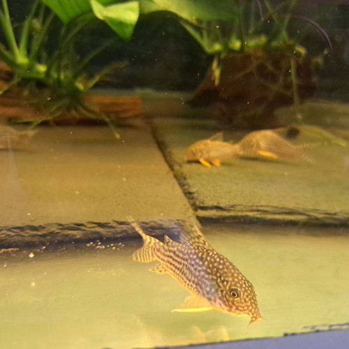Corydoras sterbai adultes reproducteur