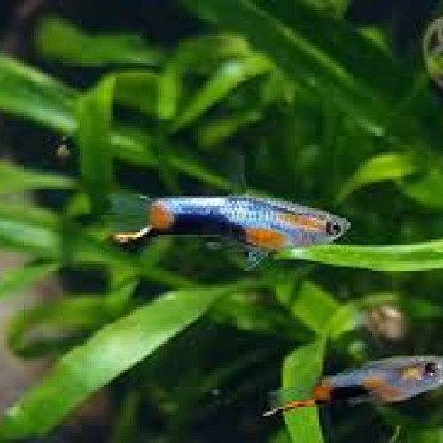 Guppy endler Blue Star