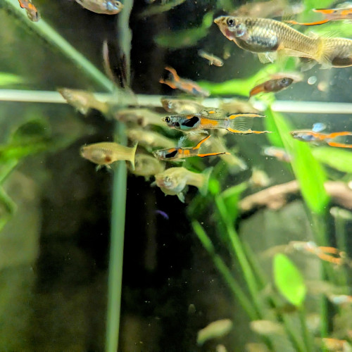 Dons Guppys