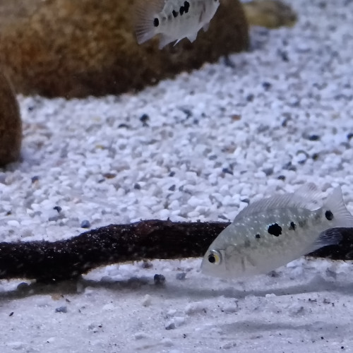 cichlidae du texas