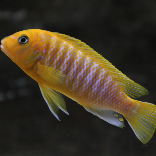 Couple de Maylandia hajomaylandi Chizumulu F1 (non consanguin)