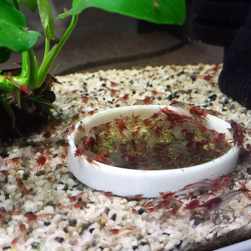 Crevette rili red