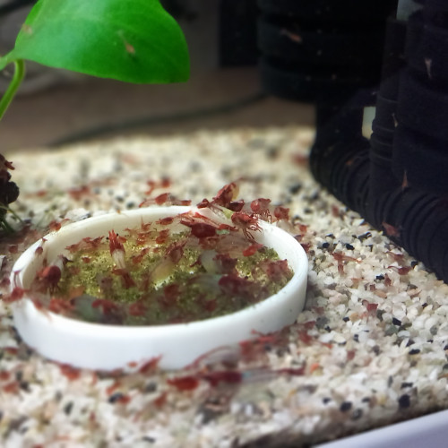 Crevette rili red