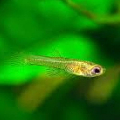 Don jeunes guppys