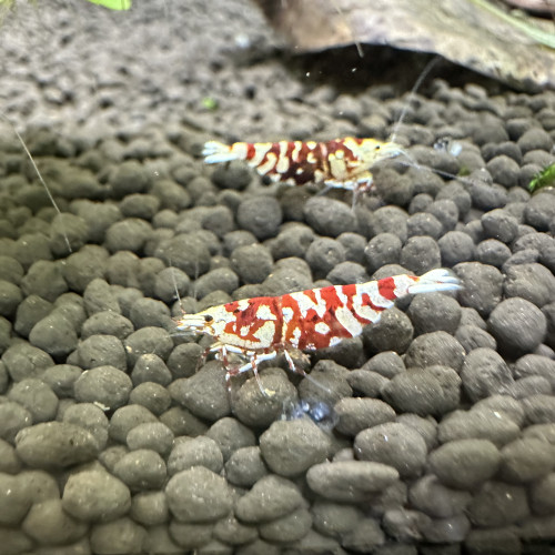 Crevettes Fancy Tiger Red CARIDINA