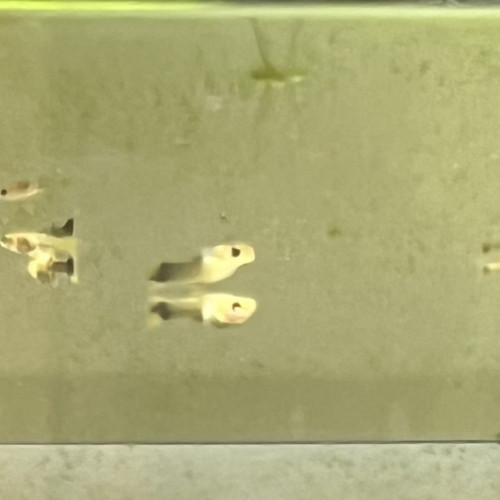 Don ou échange de guppy juvéniles léopard