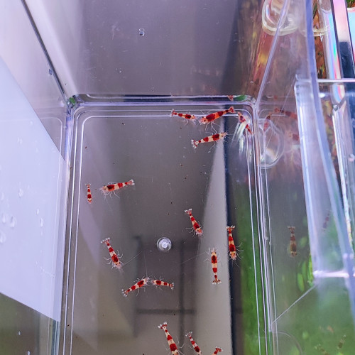 Crevettes red crystal